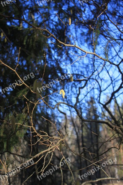 Spring Catkins Birch Sun Branch