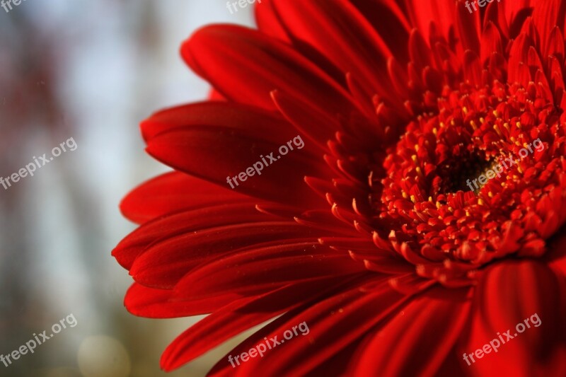 Flower Gerbera Red Flower The Scarlet Flower Bright Flower