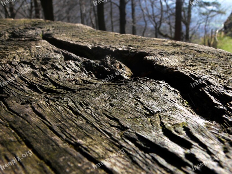 Log Lying Oak Weathered Forest