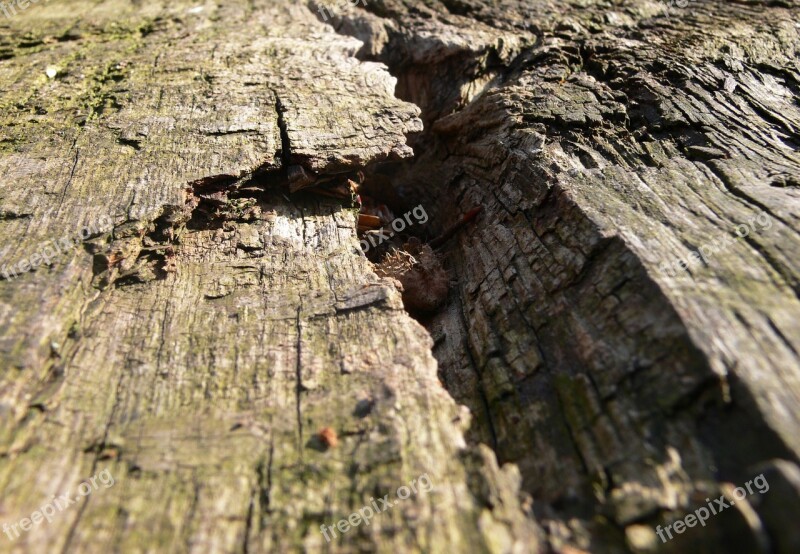 Log Lying Oak Weathered Forest