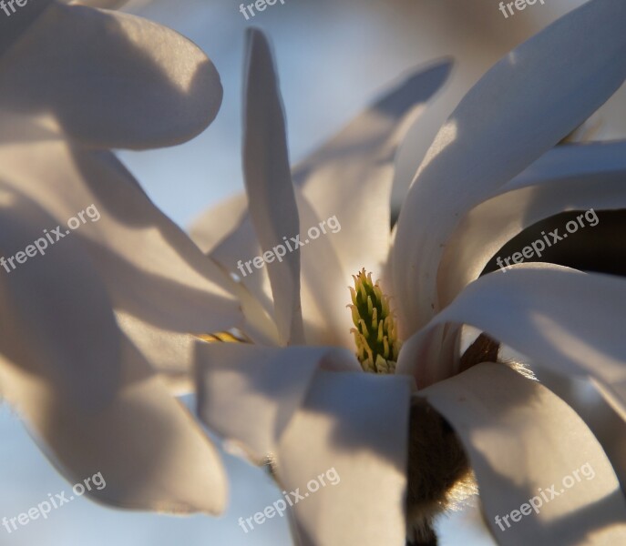 Star Magnolia Flower Bush Blossom Bloom