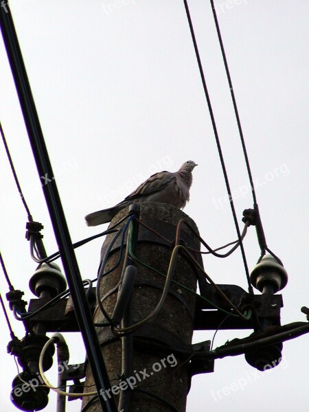 Column Wire Electricity Bird Pigeon