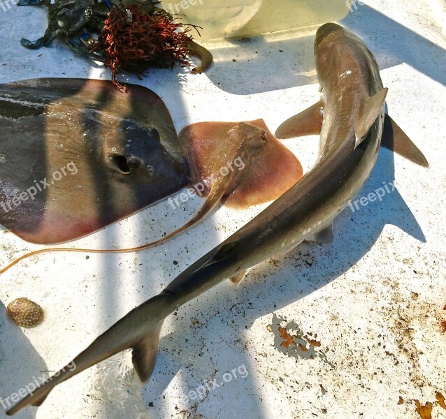 Shark Cramp-fish Fishes Stingrays St Simons Island