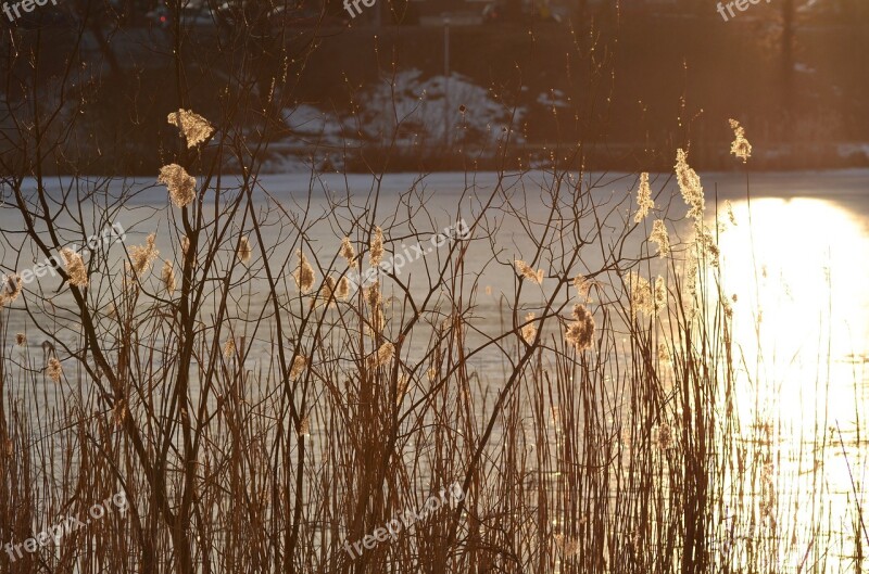 Reeds Pond Cane Reflection Free Photos