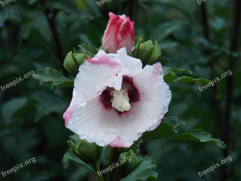 Flower Summer Plant Nature Flowers