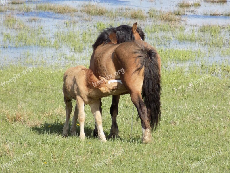 Horses Nature Animals Pasture Land Free Photos