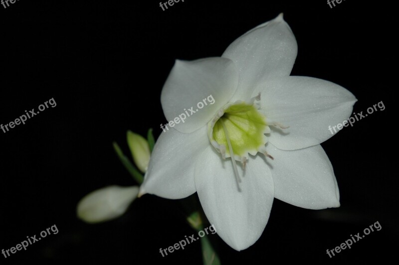 Amazon Lily Eucharis Eucharis Candida Flower White