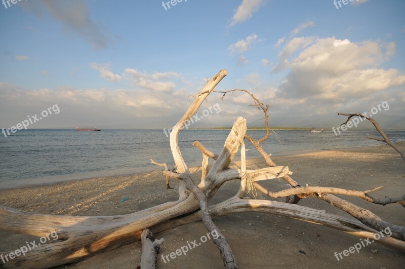 Drift Wood Beach Flotsam Sea Coast