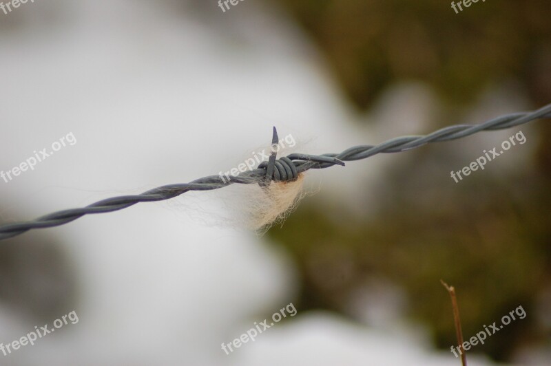 Barbed Wire Fur Nature Depth Of Field Free Photos