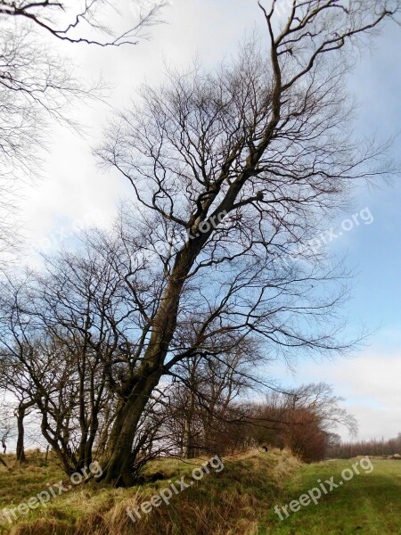 Autumn Large Tree Scotland Free Photos