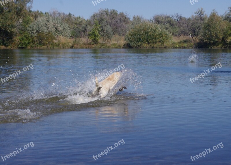 Dog Lake Fetch Splash Dive