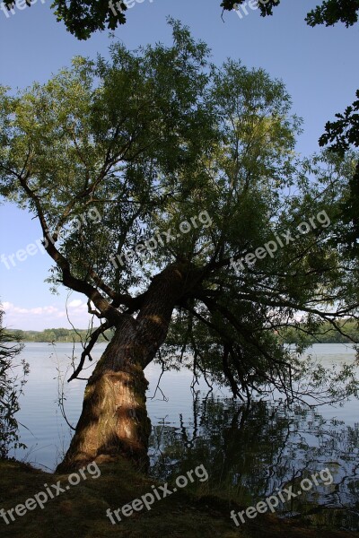 Tree Pasture Perspective Lakeside Nature