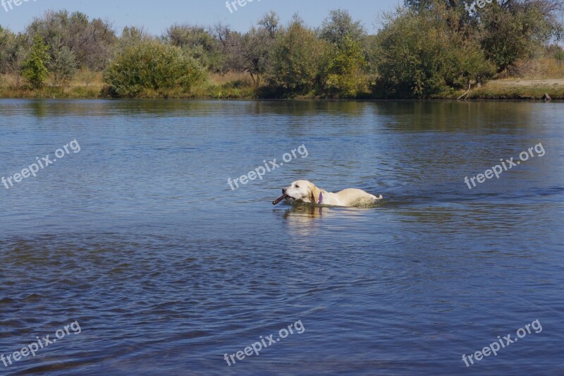 Dog Fetch Retrieve Golden Retriever Water