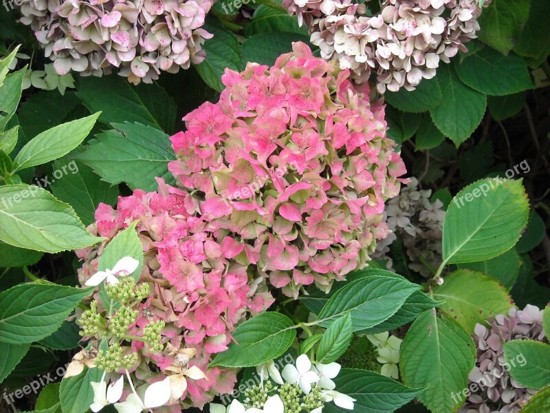 Hydrangea Flowers Garden Plant Bush Pink