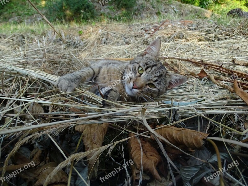 Cat Leaves Straw Tired Autumn