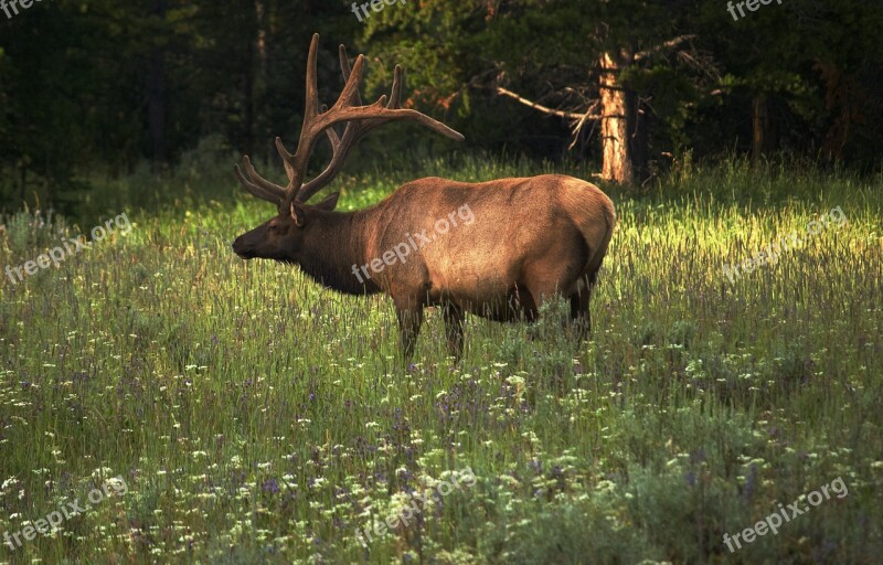 Elk Wildlife Animal Yellowstone Male