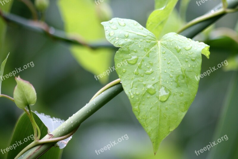 Sheet Nature Green Rain Plant