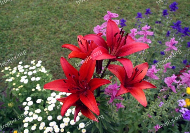 Flowers Lilies Iris Nature Meadow