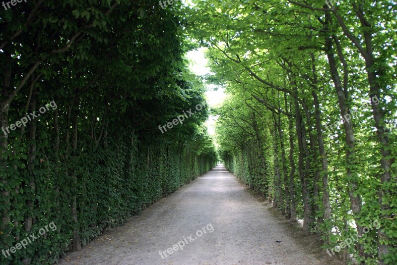 Avenue Road Trees Away Tree Lined Avenue