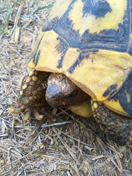 Turtle Mediterranean Tortoise Montsant Priorat Free Photos