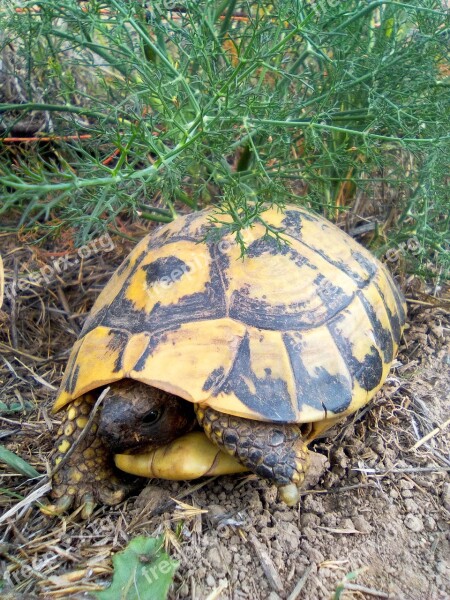 Turtle Mediterranean Tortoise Montsant Priorat Zoo