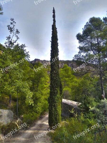 Cypress Path Forest Montsant Priorat