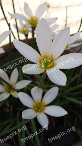 Flowers White Flowers Bouquet Bush Summer