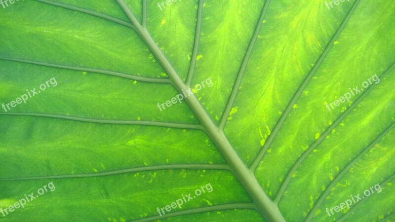 Green Leaf Screen Background Plant Free Photos