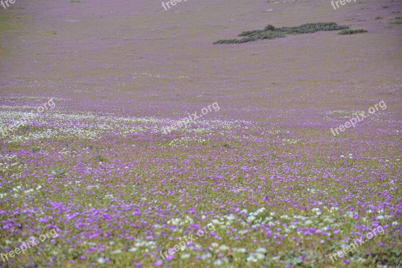 Hills Flowering Desert Flowers Purple Flower