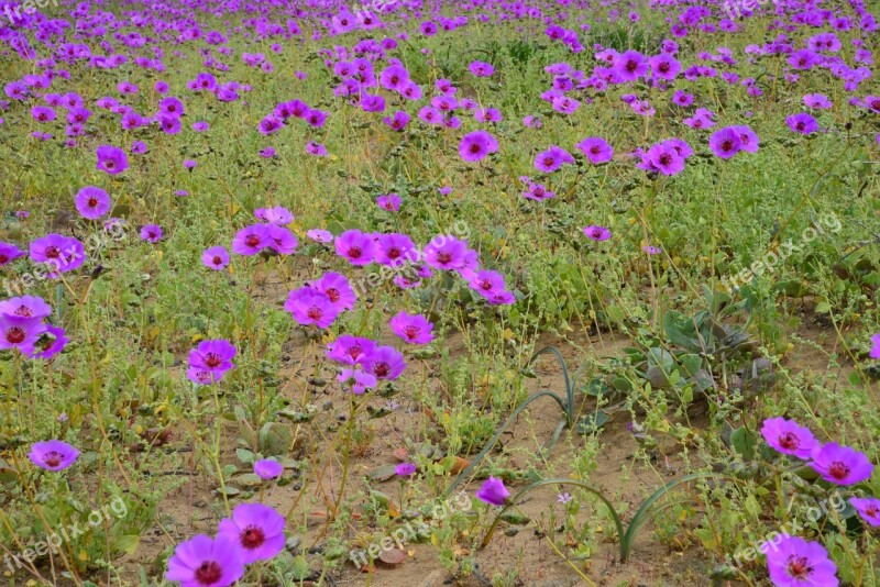 Flowering Desert Flowers Purple Flower Desert