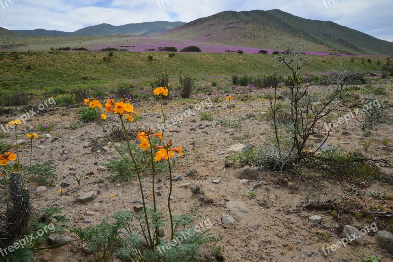 Hills Flowering Desert Flowers Purple Flower