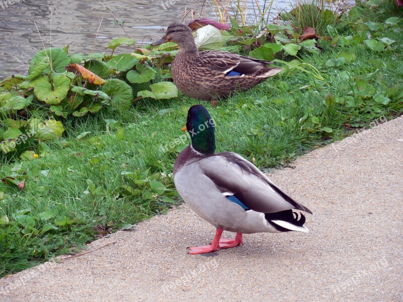 Ducks Waterfowl Love Flirt Pair