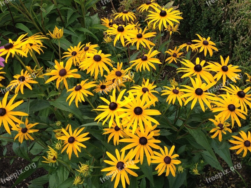 Flowers Yellow Nature Blossom Bloom