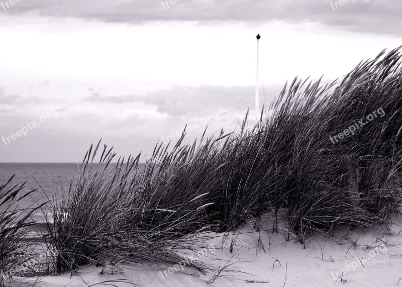 Beach Grass Grasses Coast North Sea