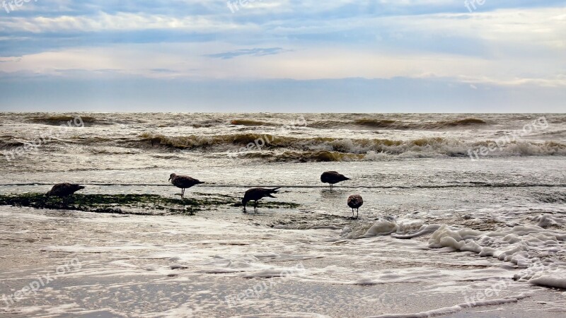 Gulls North Sea Dunes Landscape Holland