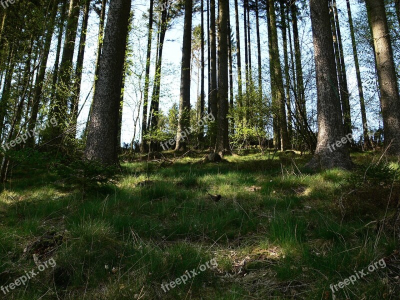 Forest Log Forest Floor Sun Shadow