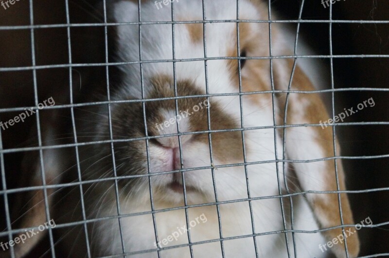 Rabbit Grid Stall Nibble Mümmelfrau