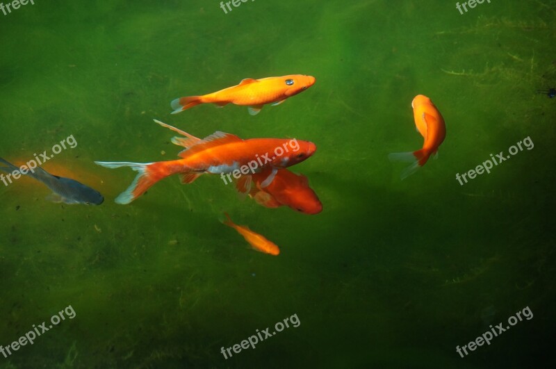 Garden Pond Cold H2o Goldfish Fish