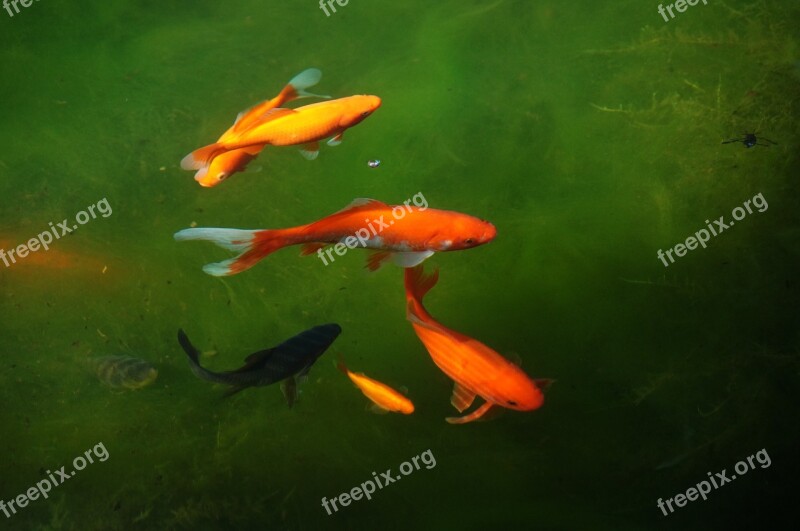 Garden Pond Cold H2o Goldfish Fish