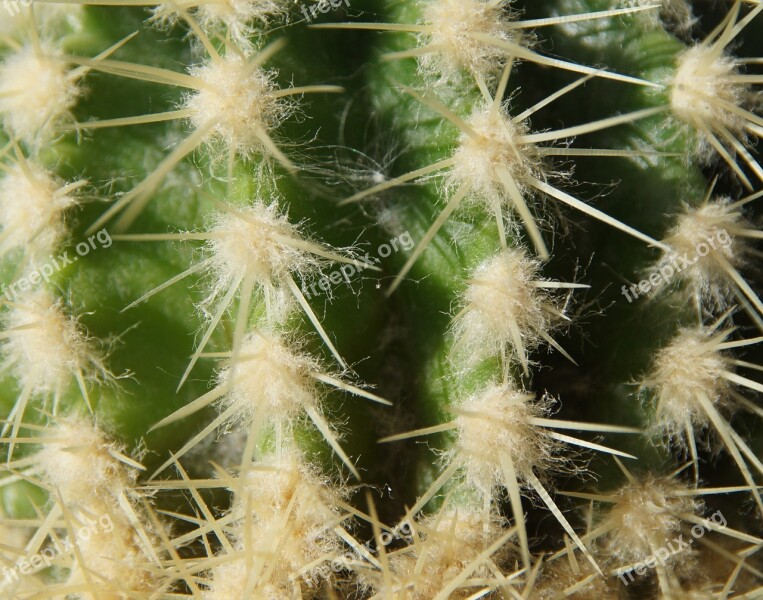 Cactus Sting Desert Green White