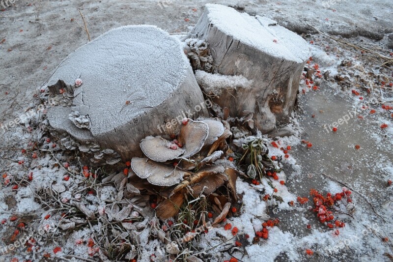 Stump Old Stump Frost Winter Rime