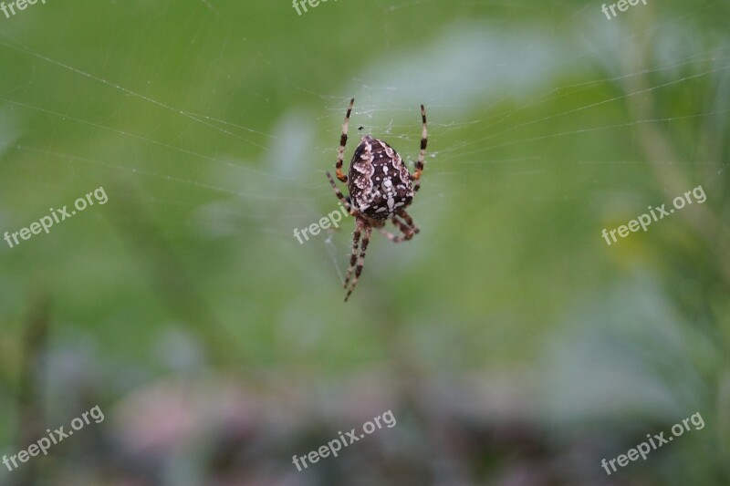 Spider Insect Cobweb Close Up Nature