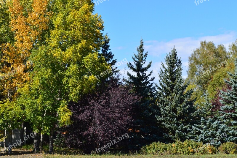 Autumn Forest Fall Trees Autumnal