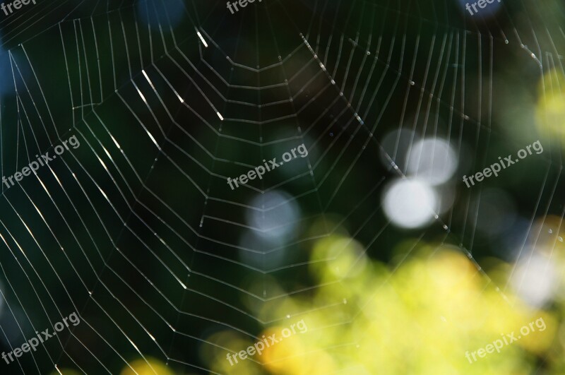 Cobweb Web Weave Structure Background