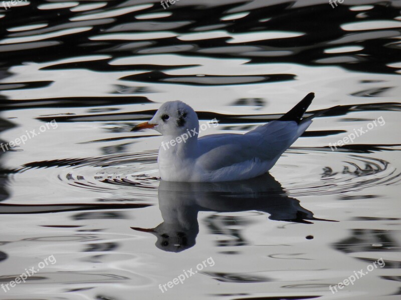 Bird The Seagull Water Free Photos