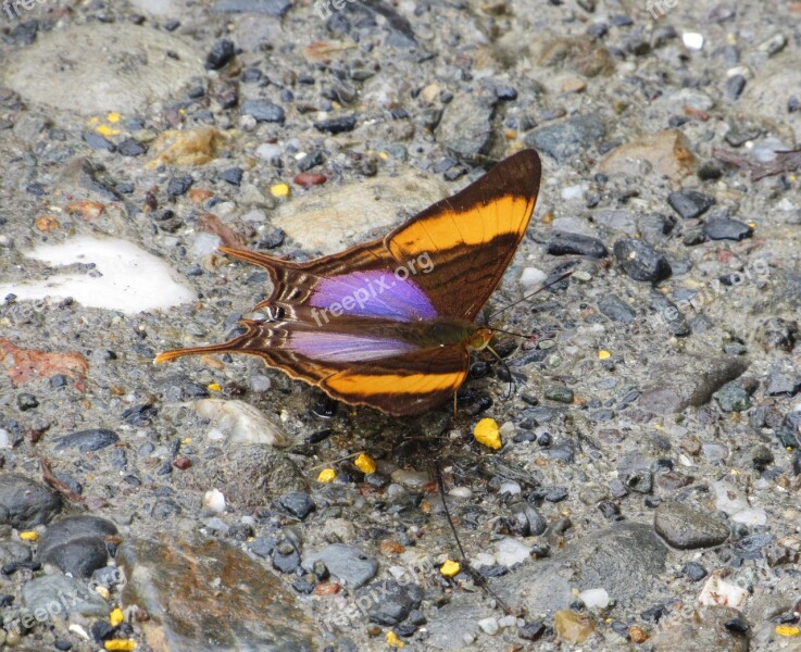 Rare Butterfly Ecuador Wild Jungle