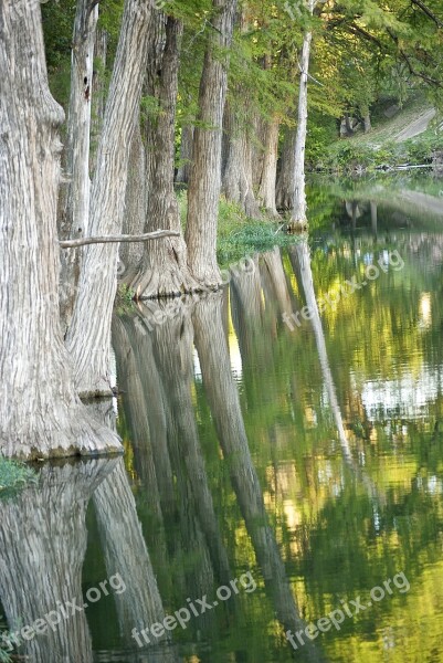 Cypress Tree Reflection River Wetlands