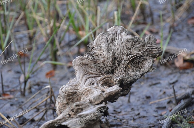 Drift Wood Driftwood Marsh Charleston Ocean