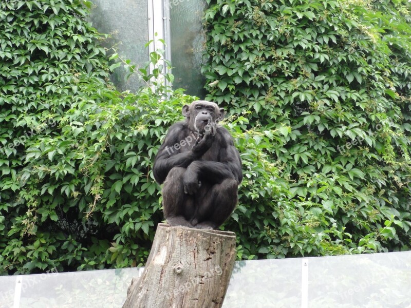 Monkey Chimpanzee äffchen Animal World Animal