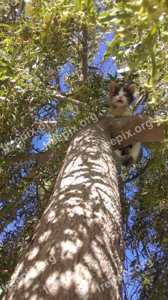 Kitten Tree Issue Climbing Child Care